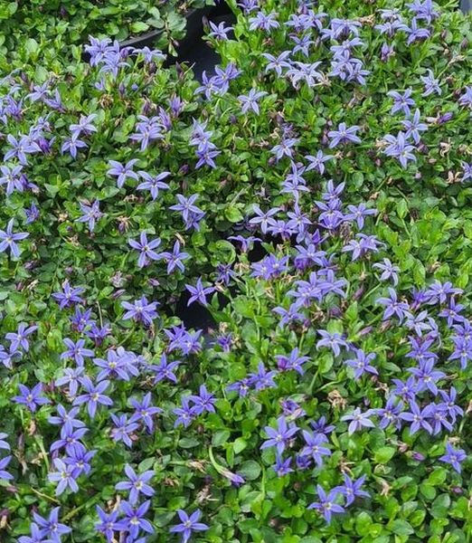 Isotoma fluviatilis ‘Dark Blue’